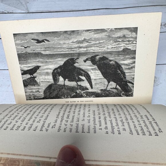 Half Hours in Woods and Wilds 1883 HC Wm. Isbister Leather Spine Gift - Picture 11 of 16